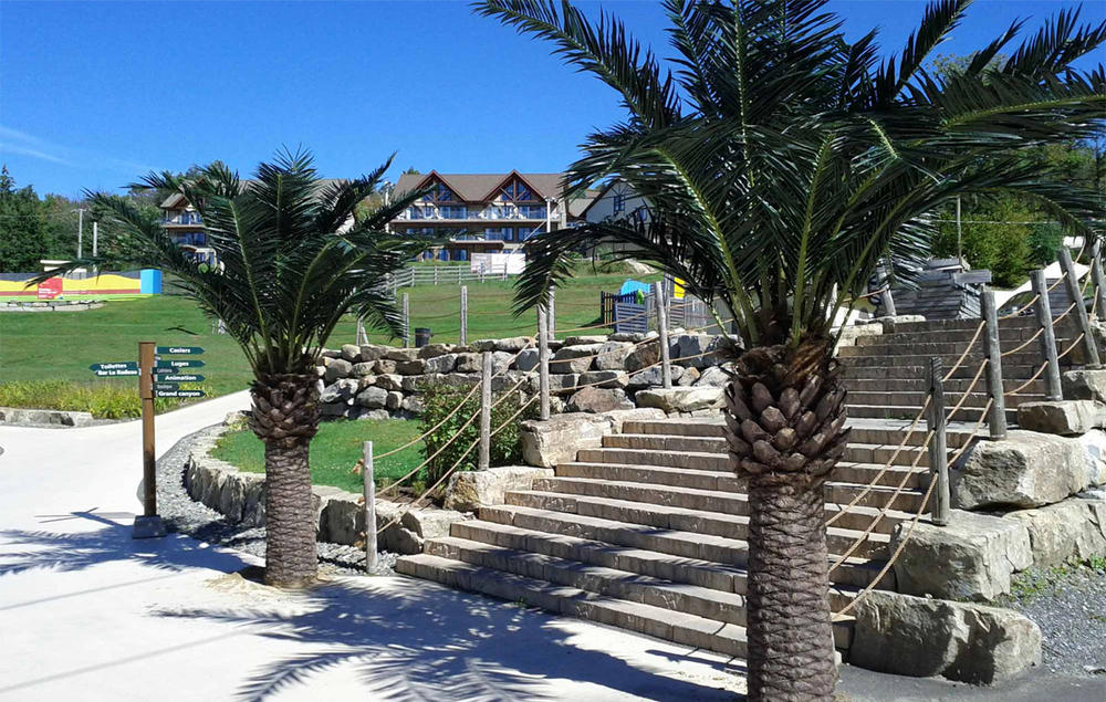 Palm tree aqua parc