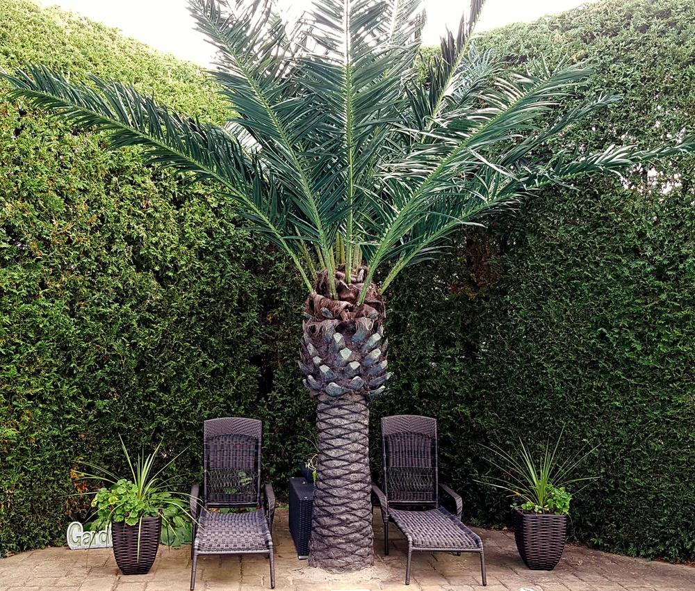 Palmiers artificiel extérieur
