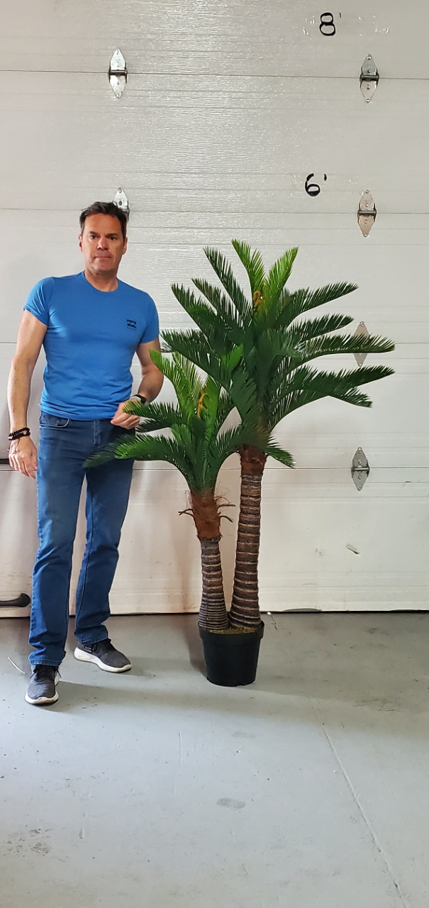 Twin cycas 5 foot