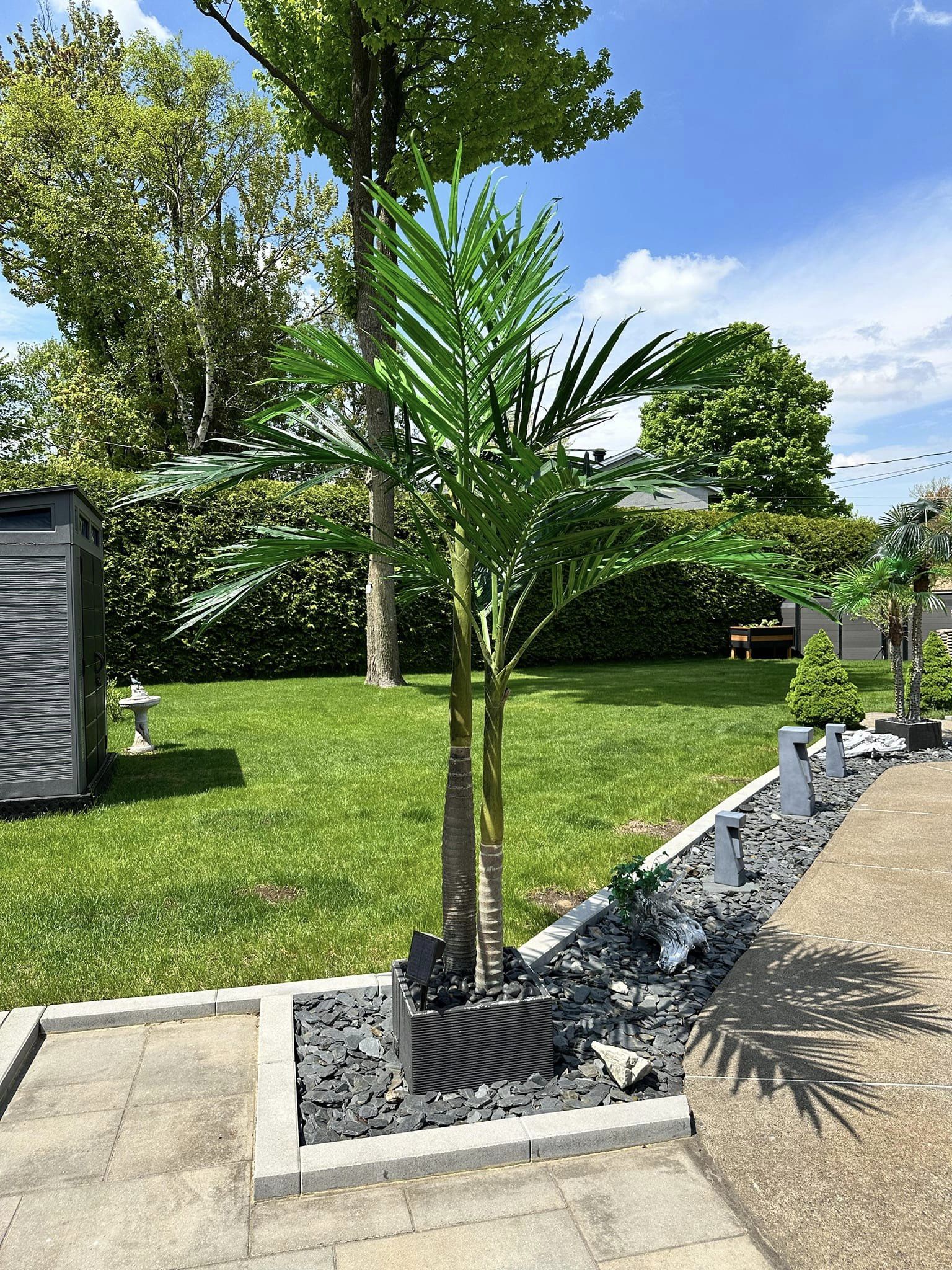 Alexendra palm tree 