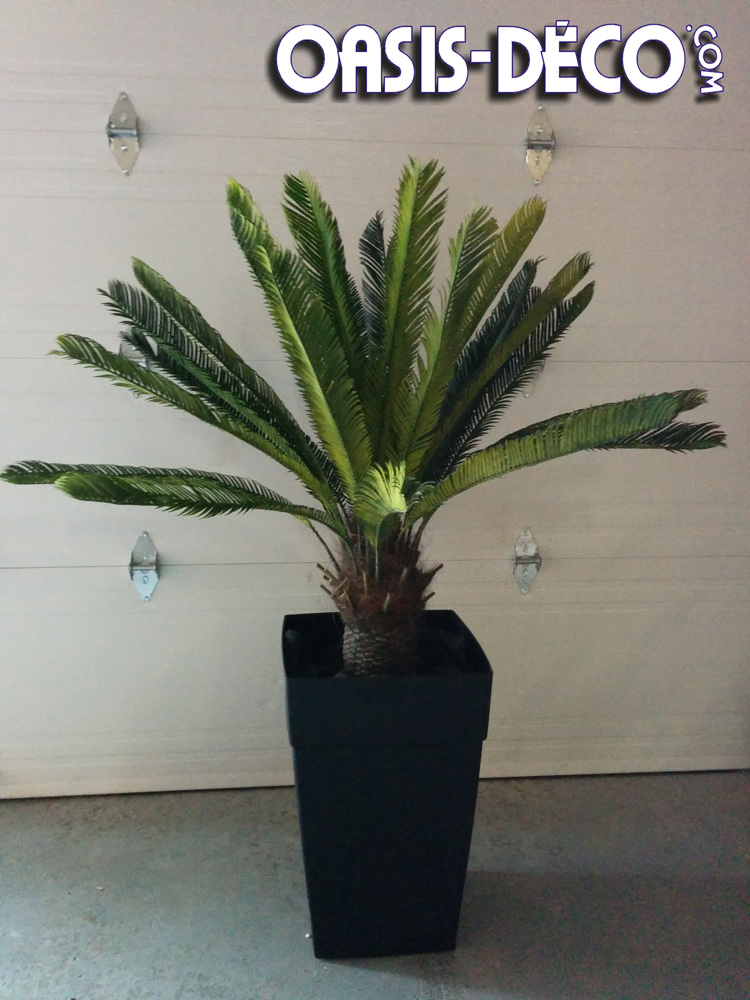 Cycas 4 foot