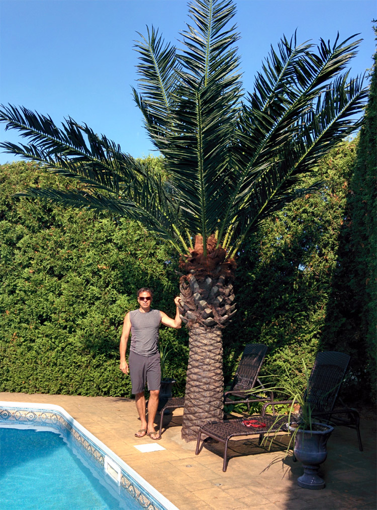 Amazon.com: IDEALHOUSE Artificial Palm Tree, 3.6 Feet Fake Tropical Palm  Plant, Faux Palm Tree in Pot, Artificial Plants for Home Decor Indoor, Faux  Palm Tree in Plastic Pot for Indoor Outdoor Office :