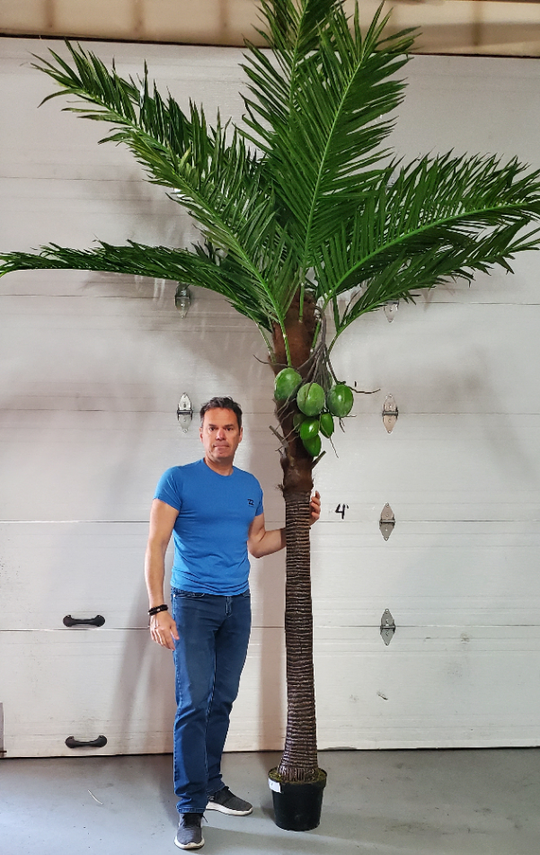 Palmier Coco palm 10 pieds