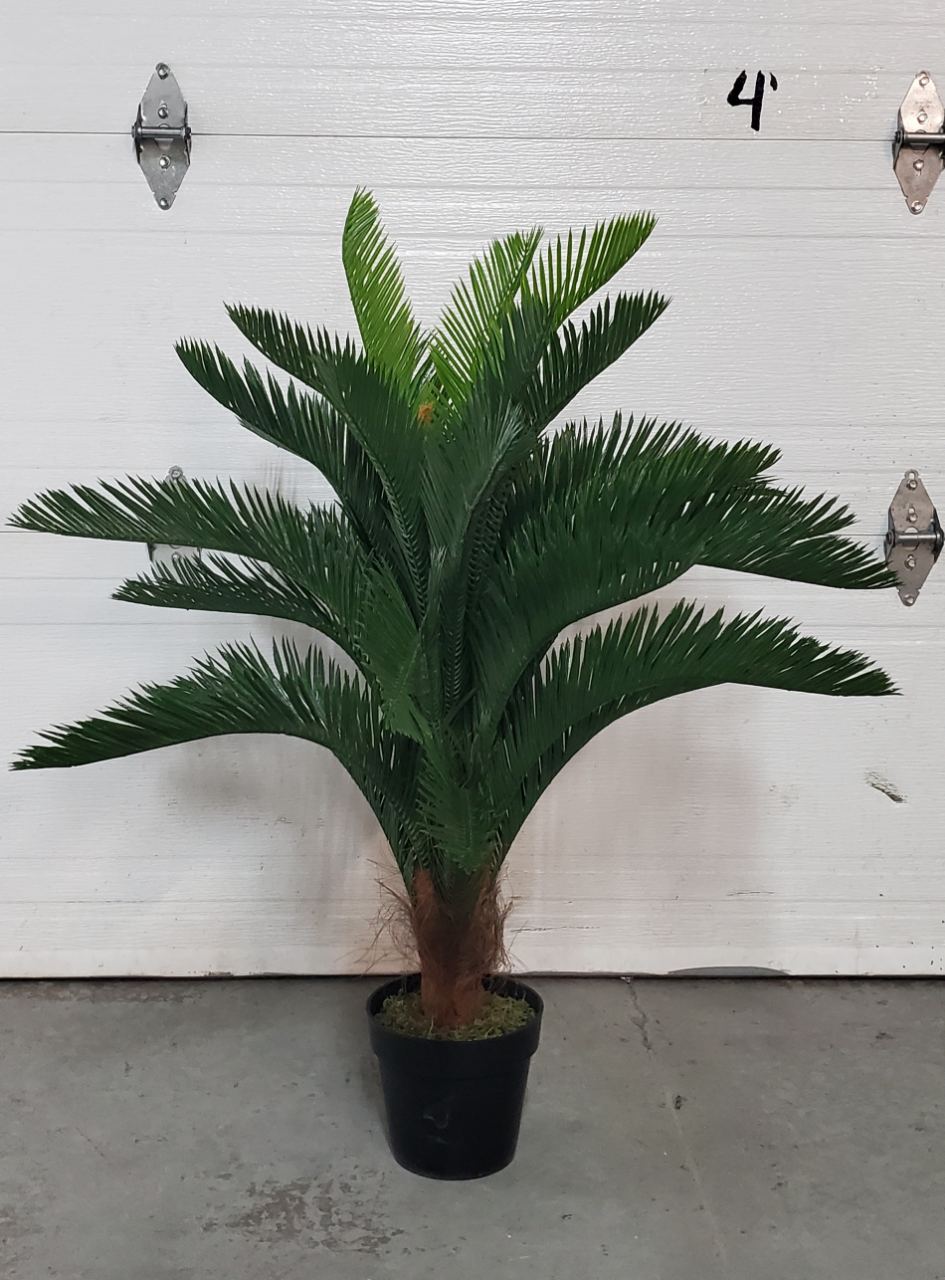 Cycas 100 cm